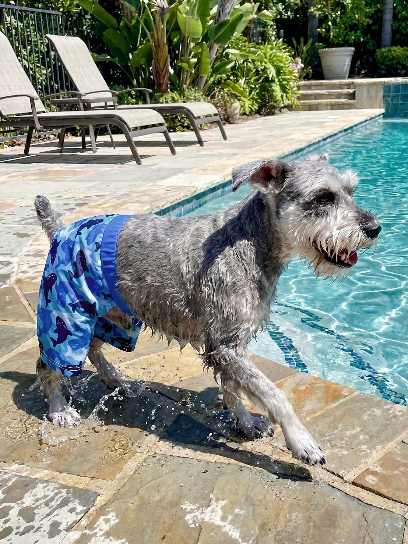 1pc Durable & Comfortable Dog Swimming Shorts- Quick Dry, Adjustable Waist Swim Trunks With UV Protection Function- Ideal For Beach, Pool And Outdoor Activities