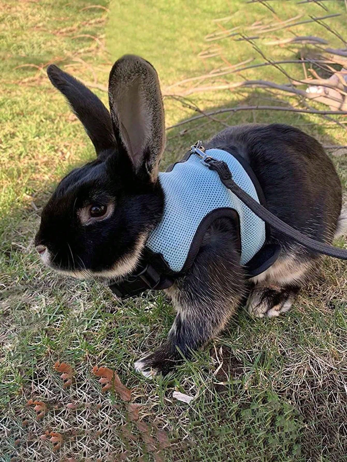 1pc Multicolor Rabbit Harness With Leash, Adjustable Rabbit Chest Strap, Cute Pet Collar And Leash Set For Small Animals Like Rabbit, Ferret, Lizard, Guinea Pig, Hamster