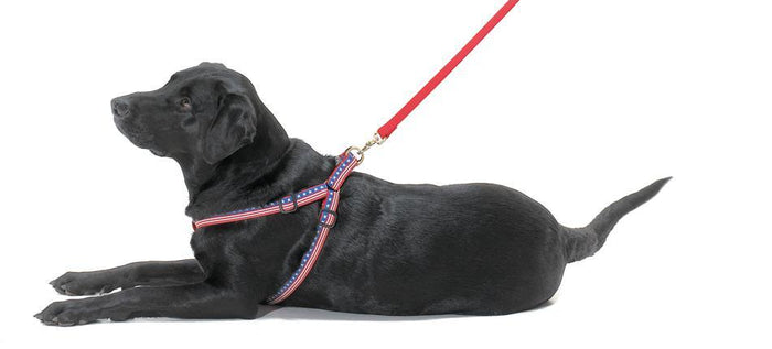 Beachballs Dog Harness