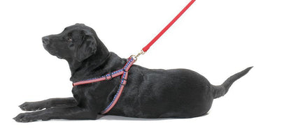 Got Bones Dog Harness