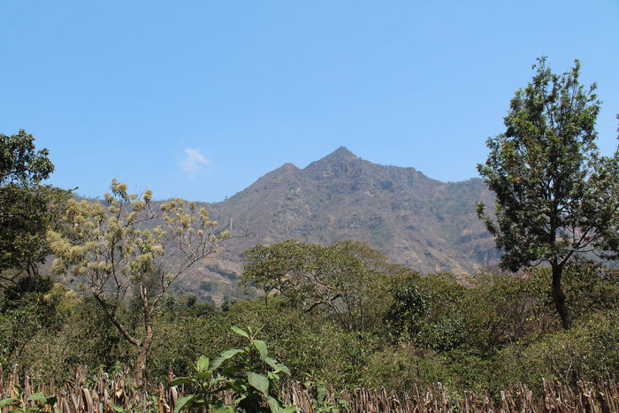 Volcanic mountain landscape in Guatemala with a clear blue sky and trees in the foreground