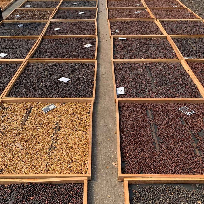 Overhead view of drying coffee cherries spread in wooden drying beds along a central path